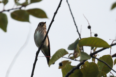 Muscicapa sibirica
