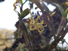 Epidendrum lignosum