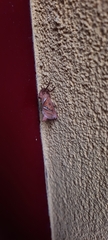 Triodia sylvina