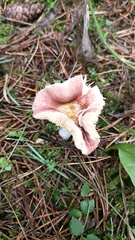 Russula sanguinea