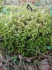 Brachythecium rutabulum