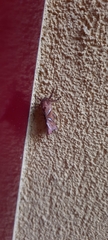Triodia sylvina
