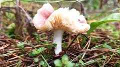 Russula sanguinea