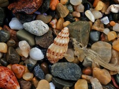 Maculotriton serriale