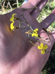 Goodenia paniculata