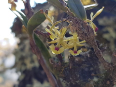 Epidendrum lignosum