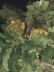 Pteropus conspicillatus