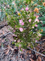 Boronia albiflora