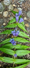 Gentiana asclepiadea