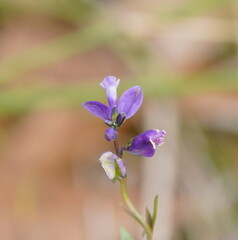 Polygala vulgaris