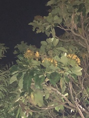 Pteropus conspicillatus