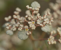 Spyridium parvifolium