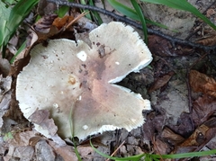Russula virescens