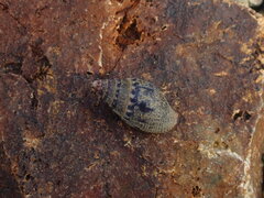 Pardalinops testudinaria