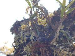 Epidendrum lignosum