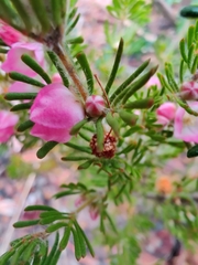 Boronia albiflora