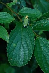 Bothrogonia ferruginea