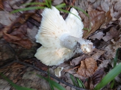 Russula virescens