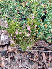 Boronia albiflora