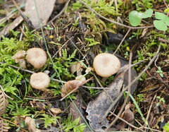 Clitocybaceae