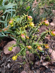 Pimelea