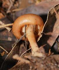 Clitocybaceae