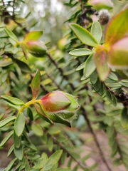 Pimelea