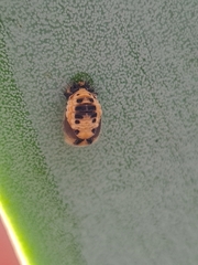 Coccinellini