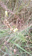 Linaria