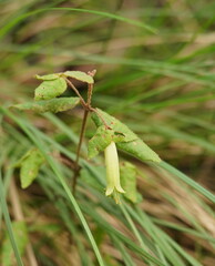Correa reflexa lobata