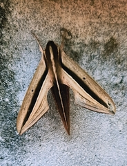 Theretra silhetensis