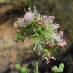 Dombeya rotundifolia