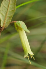 Correa reflexa lobata