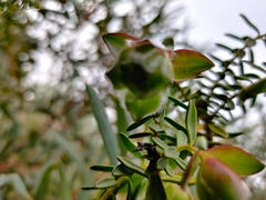Pimelea