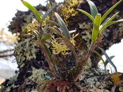 Epidendrum lignosum