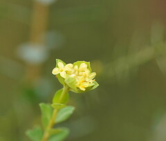 Pimelea flava flava
