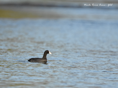 Fulica atra