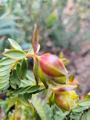 Pimelea