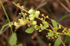 Acacia myrtifolia