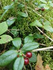 Vaccinium vitis-idaea
