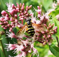 Syrphini