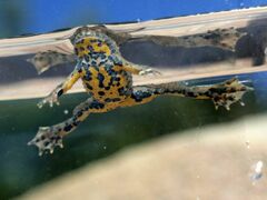 Bombina variegata