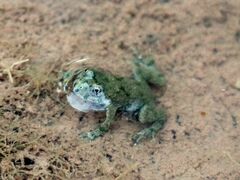 Bombina variegata