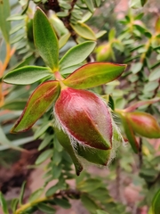 Pimelea