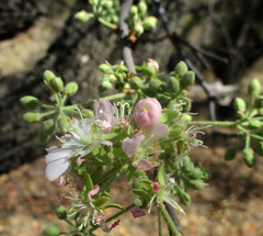 Dombeya rotundifolia