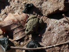 Bombina variegata
