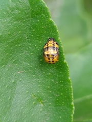 Coccinellini