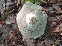 Lactarius resimus