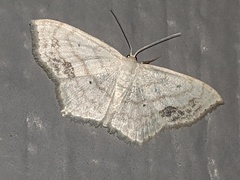 Scopula limboundata