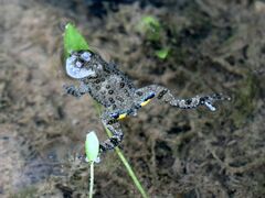 Bombina variegata